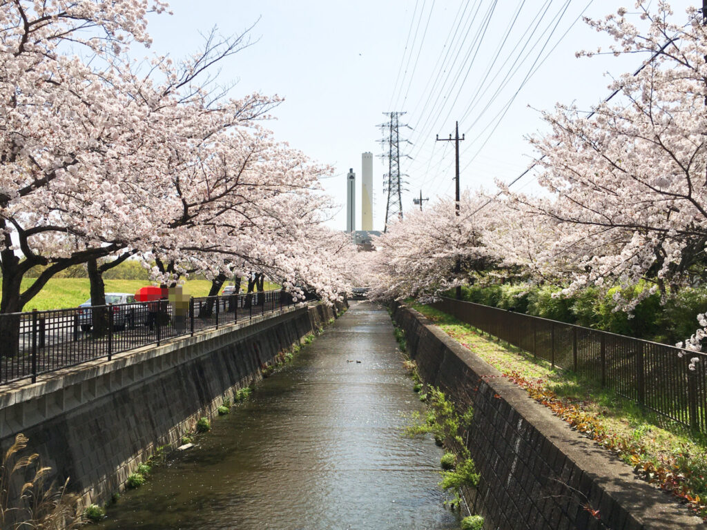 21年保存版 日野市で満開の桜が見られる公園9選 定番から穴場まで ひのひの 日野市の楽しい情報サイト