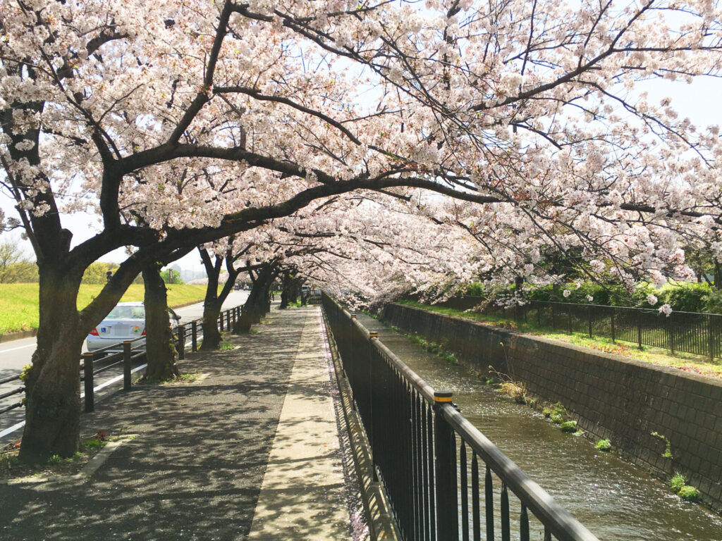 22年保存版 日野市の桜スポット 定番から穴場まで9選 周辺のお店や駐車場情報も ひのひの 日野市の楽しい情報サイト