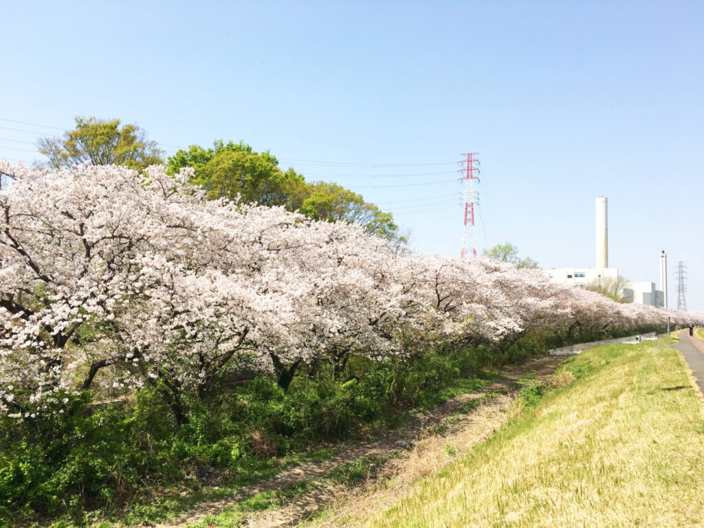 21年保存版 日野市で満開の桜が見られる公園9選 定番から穴場まで ひのひの 日野市の楽しい情報サイト