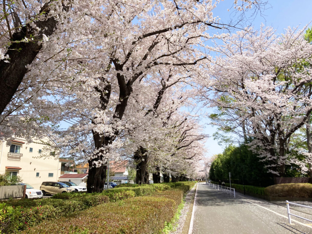 21年保存版 日野市で満開の桜が見られる公園9選 定番から穴場まで ひのひの 日野市の楽しい情報サイト