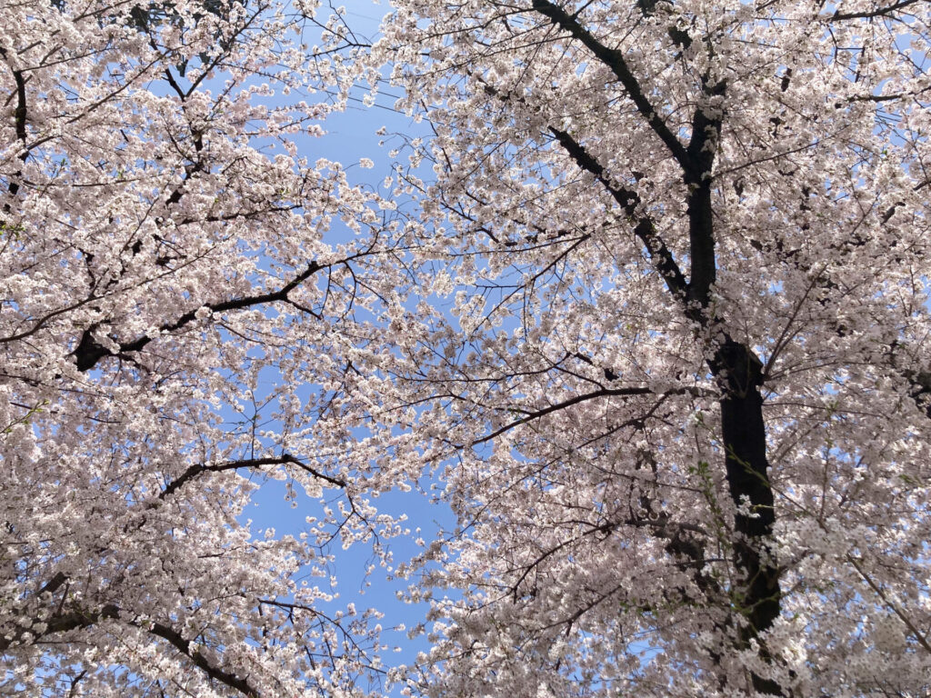 21年保存版 日野市で満開の桜が見られる公園9選 定番から穴場まで ひのひの 日野市の楽しい情報サイト