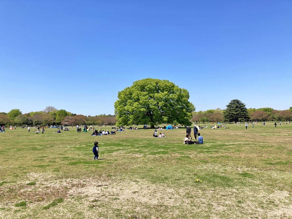 昭和記念公園で使ってみた 公園 ピクニックにおすすめ コールマンのアウトドアワゴン テント チェア ひのひの 日野市の楽しい情報サイト